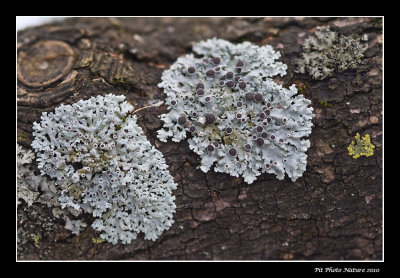 Blister Lichen (Physcia stellaris)