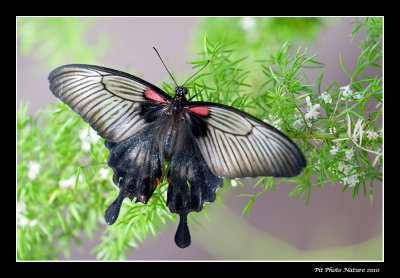 Grand mormon - Papilio memnon