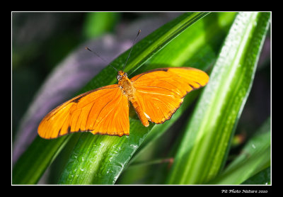 Flambeau - Dryas julia