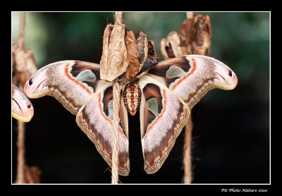 Papillon cobra - Attacus atlas