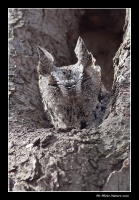 Petit-duc macul (forme grise) - Eastern Screech-Owl