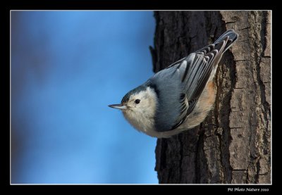 Sittelle  poitrine blanche - White-breasted Nuthatch