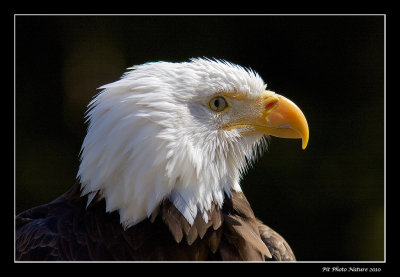 Pygargue  tte blanche - Bald Eagle