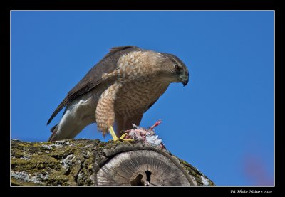 pervier de Cooper - Cooper's Hawk