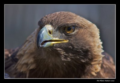 Aigle royal - Golgen Eagle