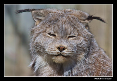 Lynx du Canada - Canadian Lynx