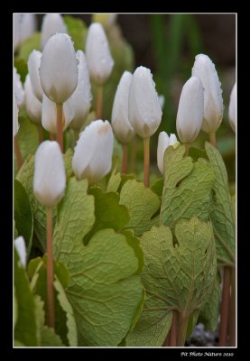 Sanguinaire - Bloodroot