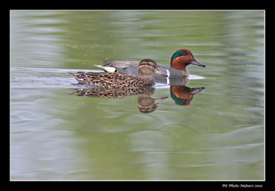 Sarcelles d'hiver - Green-winged Teal