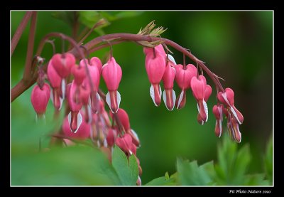 Coeur saignant - Dicentra spectabilis