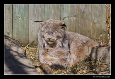 Lynx du Canada - Canadian Lynx