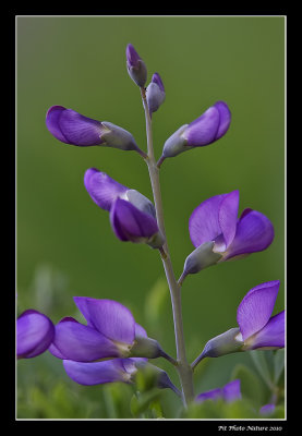 Faux indigo - Baptisia australis