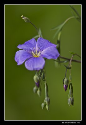 Lin vivace - Linum perenne