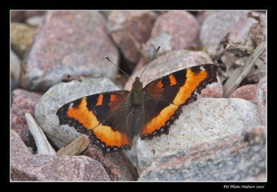 Petite vanesse / Milbert's Tortoise-shell / Nymphalis milberti