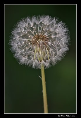 Pissenlit  / Dandelion / Taraxacum officinale