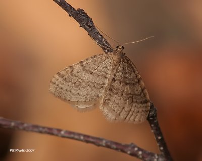 Operophtera bruceata - Bruce spanworm (Arpenteuse de Bruce)