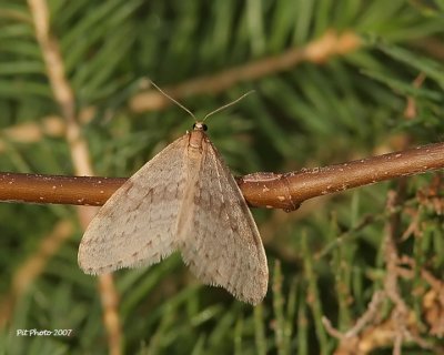 Operophtera bruceata - Bruce spanworm (Arpenteuse de Bruce)