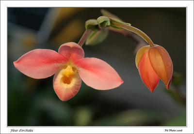 Fleur d'orchide