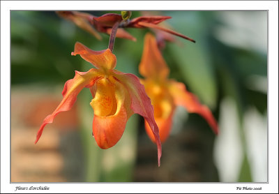 Fleurs d'orchide