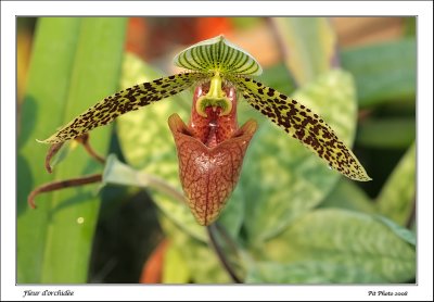 Fleur d'orchide