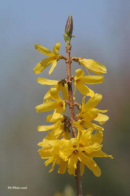 Forsythia (fleurs)