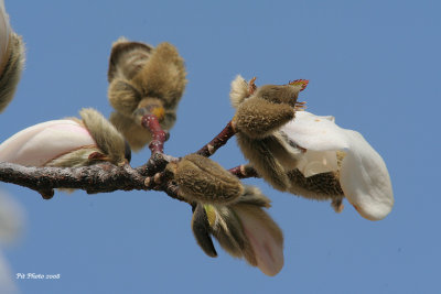 Magnolia (bourgeons)