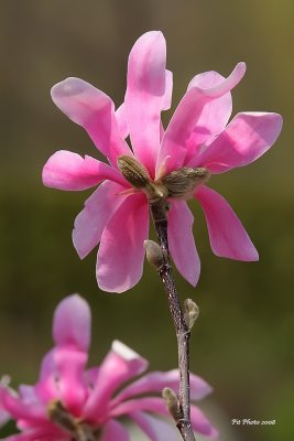 Magnolia (fleurs)