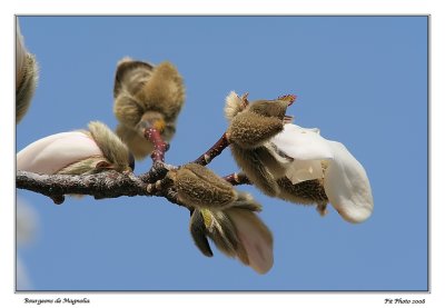 Bourgeons de Magnolia