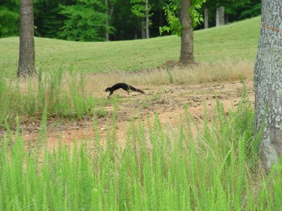 Only black fox squirrel in Rich. Russel State Park, GA