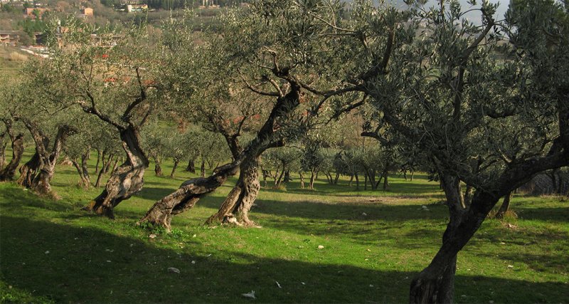 Olive Trees near San Damiano
