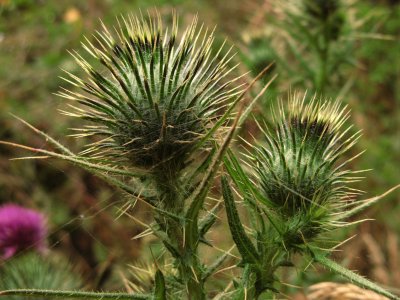 Thistle buds0629