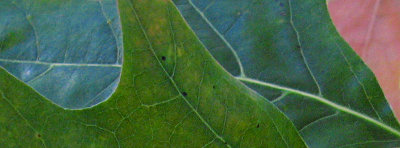 Leaf patterns  I4039c1