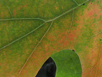 Leaf patterns II4039c2