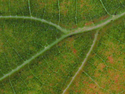 Leaf patterns III4040c1