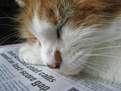 A newspaper is for napping on. <br />4340