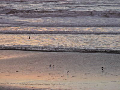 Surfers and birds4893