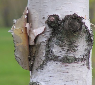 Bark