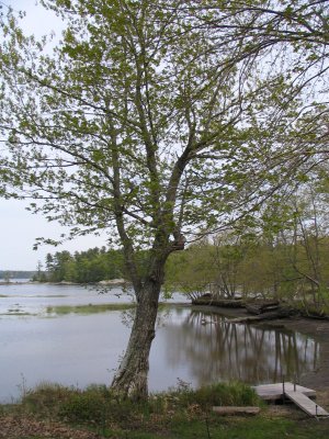 By the Kennebec