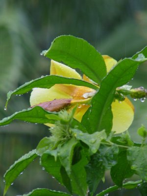 Beauty in Rain