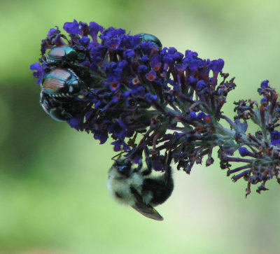 Not Butterfly Bush