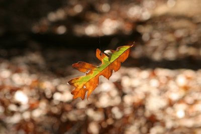 IMG_9433.JPG