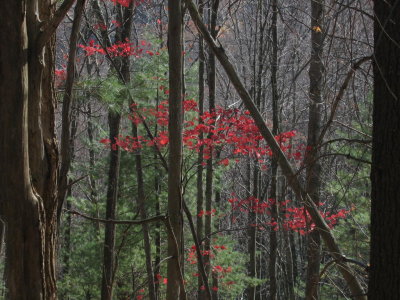 Red Leaves .JPG