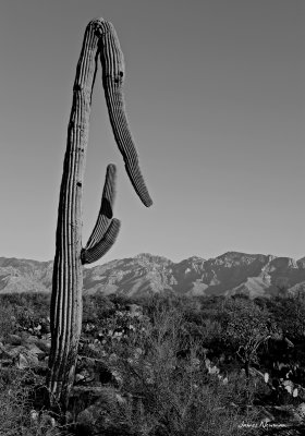 cactus1 small.jpg