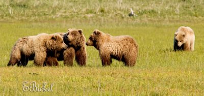 A Grizzly Gathering
