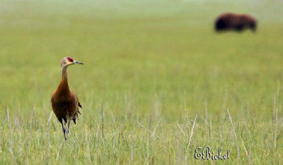 A Sandhill Crane in Bear Territory