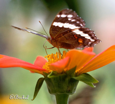 Nectar Sipper