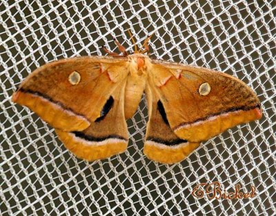 Missouri Moth 2006
