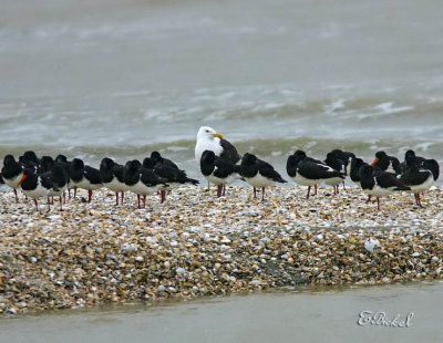 Black Back Gull in Sea of Oyster Catchers