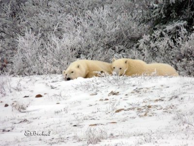 FZ35 : Churchill, Winnipeg, and Polar Bears 2009