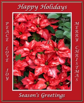 Season's Greetings 2009