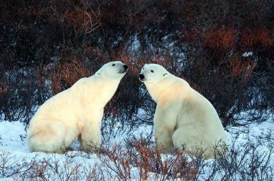 Polar Bears in their Native Wild Habitat